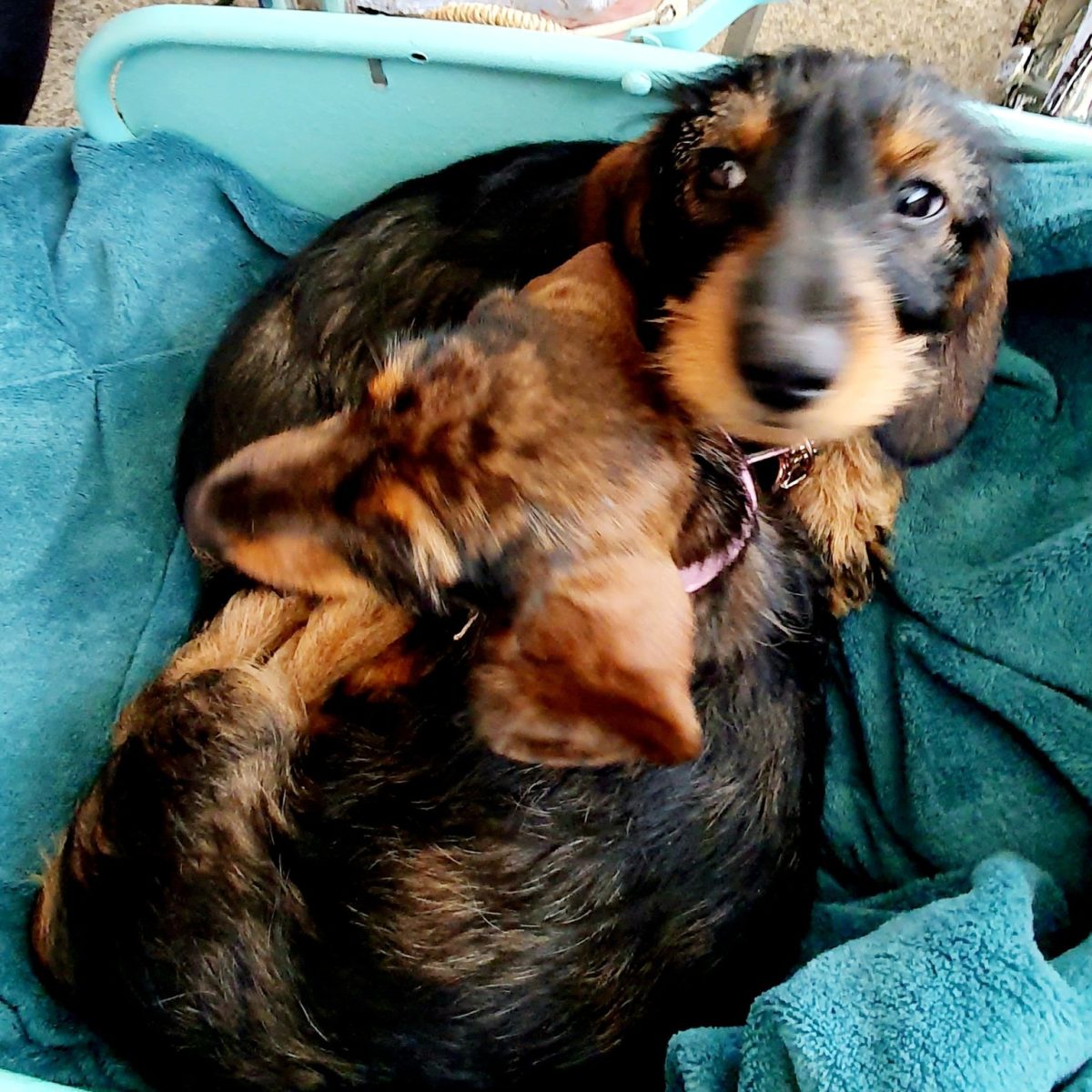 The Courtyard café is dog friendly. Meet Dot &amp; Ada